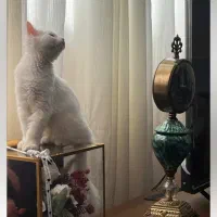 گربه پرشین ماده