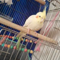 یک جفت عروس هلندی قیمت توافقی|پرنده|ساوه, |دیوار