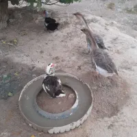 یک جفت غاز بالغ ،موقع تخم گزاری شون