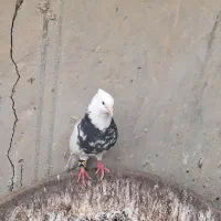 طوقی نر مست مست