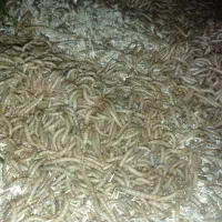 میلورم|خزنده|اصفهان, هزارجریب|دیوار