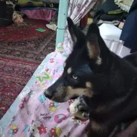 سگ هاسکی چشم یخی اصیل ماده