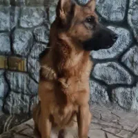 سگ ژرمن ماده|سگ|شهرکرد, |دیوار