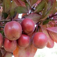 تولید و فروش نهال گوجه قرمز امریکایی