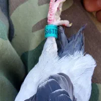 کبوتر فروشی