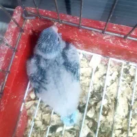 راهب آبی سرلاکی