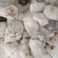 کورک گوسفند