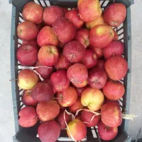 سیب درجه ۲|خوردنی و آشامیدنی|اشنویه, |دیوار