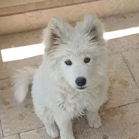 توله ساموئید نر قابل معاوضه