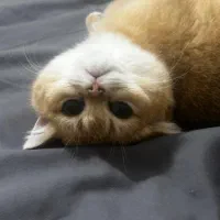 گربه ی بریتیش