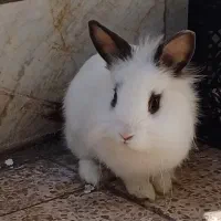 خرگوش جرسی لوپ کمیاب