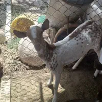 بز صلاله و صومال