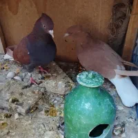 سرخ دم سفید کبوتر