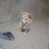 سگ پوز روباهی|سگ|شیراز, شهرک کوشکک|دیوار