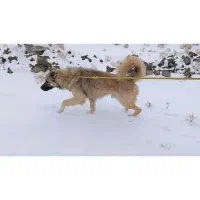 سگ اصل سرابی