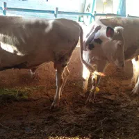 فروش عدد گوساله نر جنس درجه یک