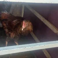 مرغ وخروس اصیل محلی|حیوانات مزرعه|اندیمشک, |دیوار