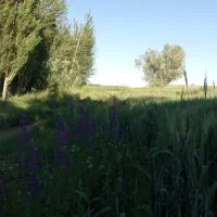 اجاره زمین کشاورزی