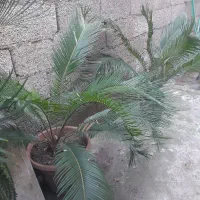 گل سیکاس|گل و گیاه طبیعی|رشت, سیا اسطلخ|دیوار