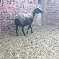 میش شال اصل 2 قلو زاه