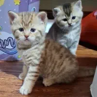 دو عدد بچه گربه، نژاد برتیش