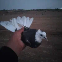 شازده پرشی