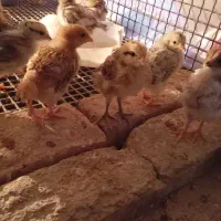 جوجه گلپایگانی یک ماهه