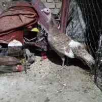 بوقلمون ماده و دوتا مرغ کاکلی ریشو