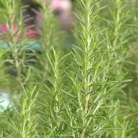 گیاه دارویی رُزماری