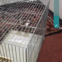 سهره قفسی نروماده