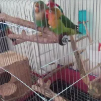 طوطی کوتوله مولد|پرنده|شیراز, کوشک میدان|دیوار