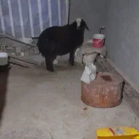 قوچ شال|حیوانات مزرعه|قیدار, |دیوار