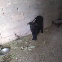 بز داشتی سرحال آماده بهر