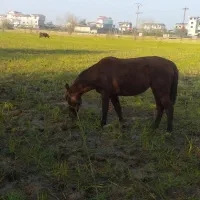 اسب نریان چهارسال|اسب و تجهیزات اسب‌سواری|املش, |دیوار