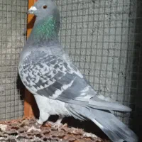 ۲عددماده مسافتی