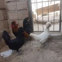 مرغ و خروس لهستانی|حیوانات مزرعه|بندر ترکمن, |دیوار