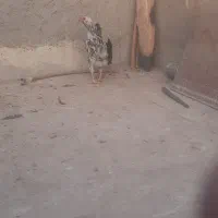 خروس لاری مینیاتوری|حیوانات مزرعه|قم, انصارالحسین|دیوار