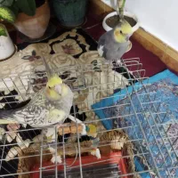 عروس هلندی|پرنده|بروجرد, |دیوار