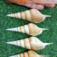 صدف گوش ماهی