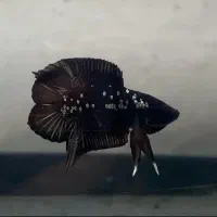 ماهی فایتر پلاکت