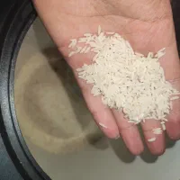 برنج طارم هاشمی بدون ریز|خوردنی و آشامیدنی|قائمشهر, |دیوار