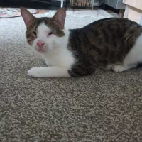 گربه دوساله نر عقیم شده شناسنامه دار