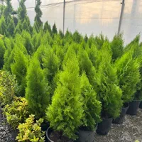 طراحی و اجرا گل و گیاه فضای باز|گل و گیاه طبیعی|ملارد, |دیوار