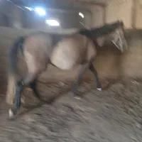 اسب|اسب و تجهیزات اسبسواری|نیشابور, دربقاضی|دیوار