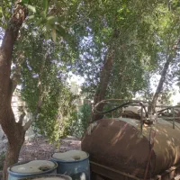 برش و‌هرس کاری و خرید درخت در تمام استان