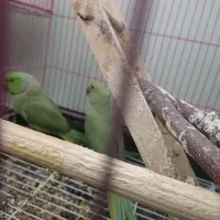 جفت طوطی ملنگو|پرنده|زرند, |دیوار