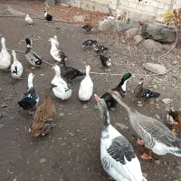 اردک|حیوانات مزرعه|مرزن‌آباد, |دیوار