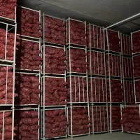 پیاز قرمز عمده