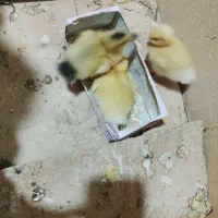 سه تا جوجه اردک فروشی