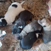 توله سگ سرابی